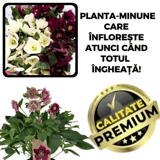 🌸 Trandafirul de Iarnă – Hellebloom™