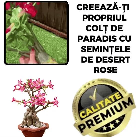 Semințe de Trandafir de Deșert RoseMagic™