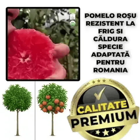 Pomelo Roșu de Thailanda - SiamFruit™