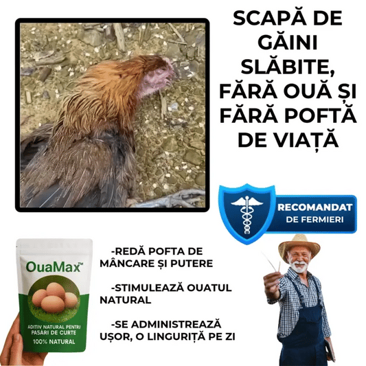Aditiv pentru Ouă Zilnice și Păsări Sănătoase – OauMax™
