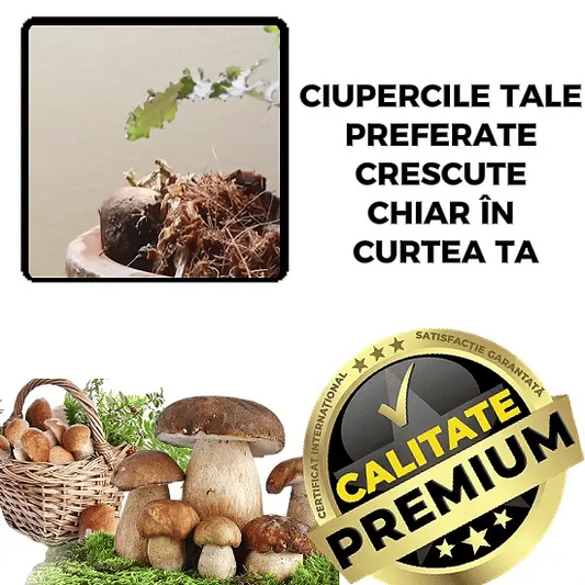 Miceliu de Hrib pentru Grădină – HribMax™