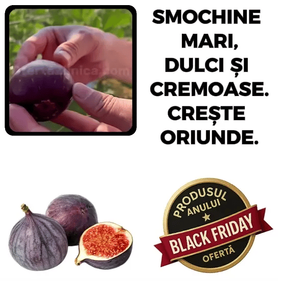 Smochine Magice - Smochinel™