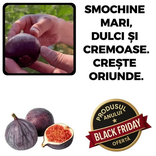 Smochine Magice - Smochinel™