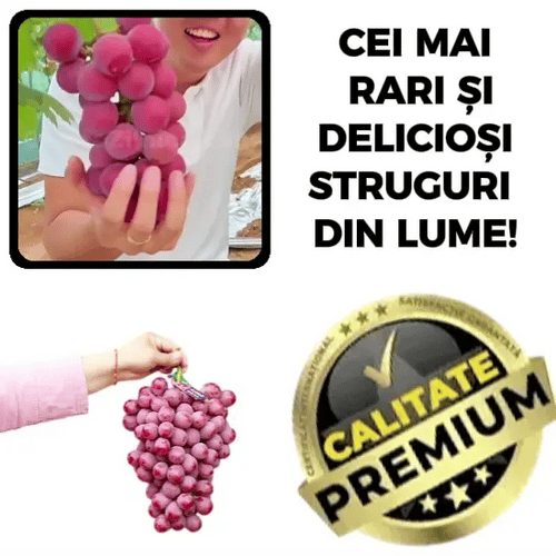 🍇 Semințe de struguri - RoyalBerry™